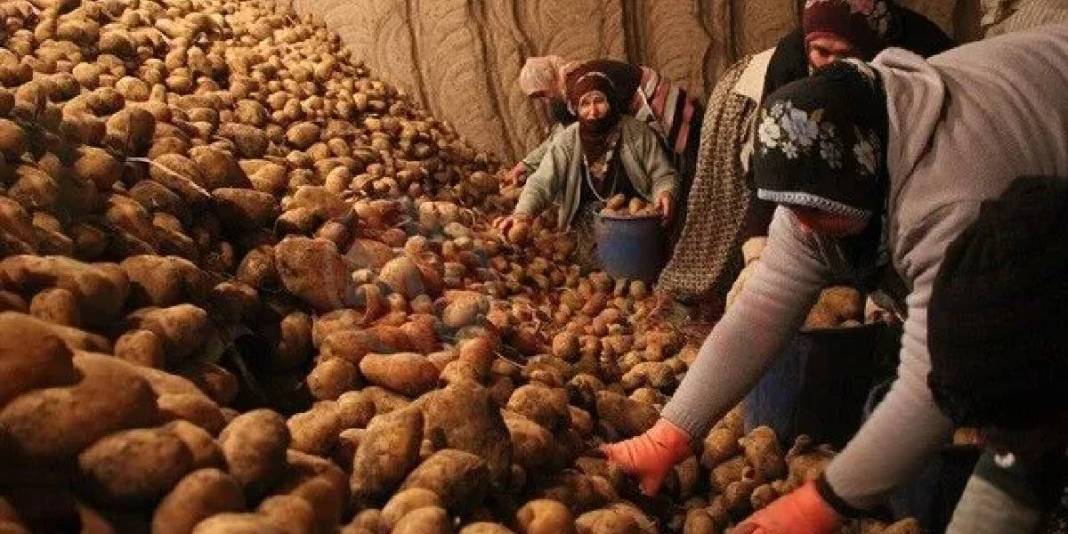 Patatesler bozulmadan aylarca dayanıyor! Ne filizlenme ne de küf: Doğru saklama yöntemiyle tanışın! 5